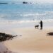 Pawsitive Progress: Unleashing the Potential of Therapy Dog Training Near You