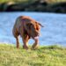 Decoding Dog Behavior: Understanding Your Pup’s Actions and Reactions