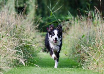 Mastering the Mind of Man’s Best Friend: The Ultimate Guide to Dog Behavior Training