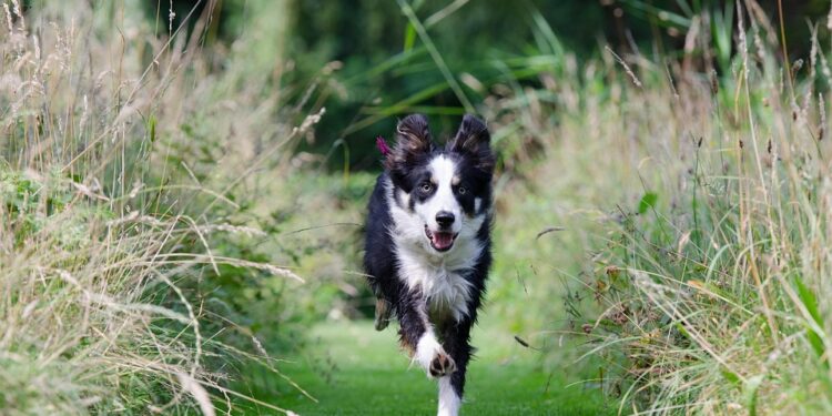 Mastering the Mind of Man’s Best Friend: The Ultimate Guide to Dog Behavior Training