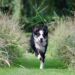 Mastering the Mind of Man’s Best Friend: The Ultimate Guide to Dog Behavior Training