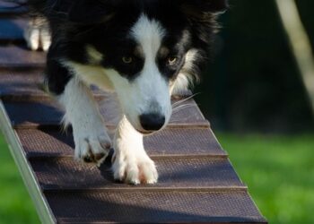 Unleash Your Dog’s Potential: Top Training Schools Near You