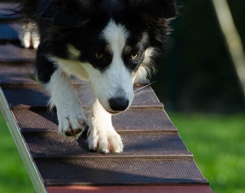 Unleash Your Dog’s Potential: Top Training Schools Near You