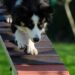 Unleash Your Dog’s Potential: Top Training Schools Near You