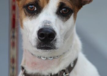 The Secret Language of Dogs: Decoding Canine Behavior for a Happier, Healthier Pet