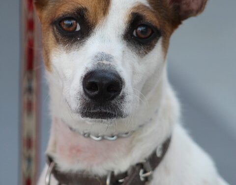 The Secret Language of Dogs: Decoding Canine Behavior for a Happier, Healthier Pet