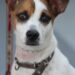 The Secret Language of Dogs: Decoding Canine Behavior for a Happier, Healthier Pet