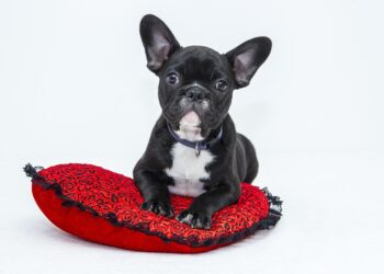 Top 10 Best Apartment Dogs: Your Perfect Companions for Independent Living