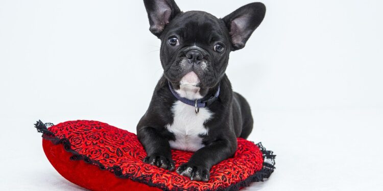 Top 10 Best Apartment Dogs: Your Perfect Companions for Independent Living