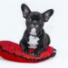 Top 10 Best Apartment Dogs: Your Perfect Companions for Independent Living