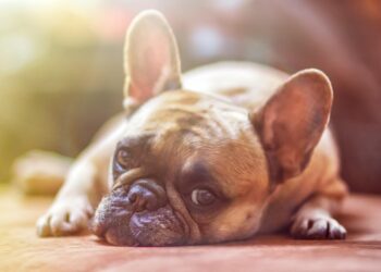 Top 10 Apartment-Friendly Pups: The Best Breeds for Busy Owners