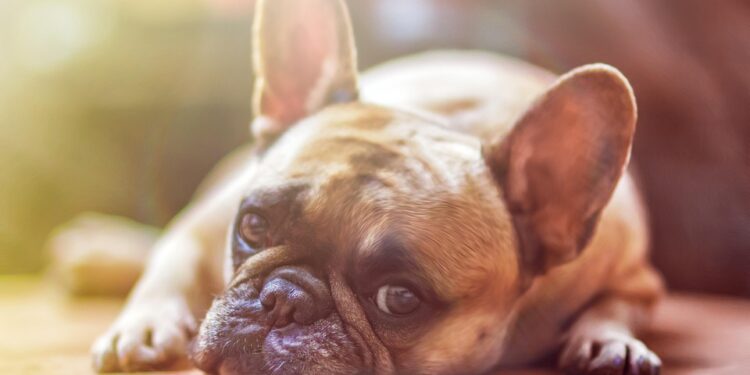 Top 10 Apartment-Friendly Pups: The Best Breeds for Busy Owners