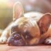 Top 10 Apartment-Friendly Pups: The Best Breeds for Busy Owners