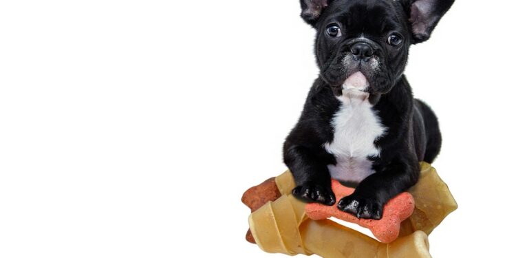 Berry Good or Banana Bad: Can Dogs Safely Snack on Fruity Treats?