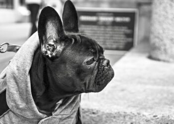 Walk, Jog, and Explore with Ease: Hands-Free Dog Leashes for On-the-Go Pet Parents