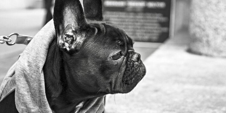 Walk, Jog, and Explore with Ease: Hands-Free Dog Leashes for On-the-Go Pet Parents