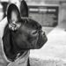 Walk, Jog, and Explore with Ease: Hands-Free Dog Leashes for On-the-Go Pet Parents