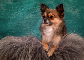 The Charm of Compact Canines: Exploring the World of Small Dog Breeds