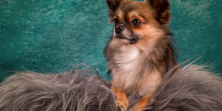 The Charm of Compact Canines: Exploring the World of Small Dog Breeds