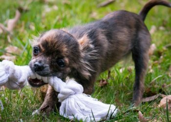 Pawsitively Fetching: A Dog’s Guide to the Perfect Ball Play