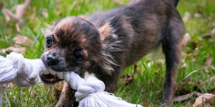 Pawsitively Fetching: A Dog’s Guide to the Perfect Ball Play