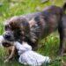 Pawsitively Fetching: A Dog’s Guide to the Perfect Ball Play