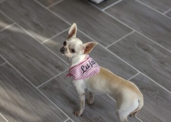 Pamper Your Pint-Sized Pup: Adorable XXS Dog Clothes for Petite Pooches