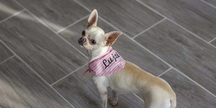Pamper Your Pint-Sized Pup: Adorable XXS Dog Clothes for Petite Pooches