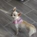 Pamper Your Pint-Sized Pup: Adorable XXS Dog Clothes for Petite Pooches