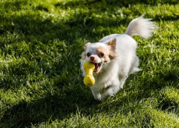 Paws and Play: The Ultimate Guide to Bonding with Your Dog through Ball Games