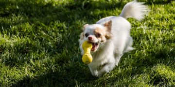 Paws and Play: The Ultimate Guide to Bonding with Your Dog through Ball Games