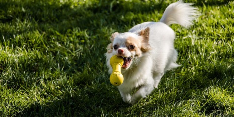 Paws and Play: The Ultimate Guide to Bonding with Your Dog through Ball Games