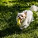 Paws and Play: The Ultimate Guide to Bonding with Your Dog through Ball Games