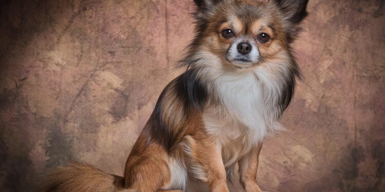 Silent and Snuggly: Discovering the Best Small Hypoallergenic Dogs for Quiet Companionship