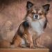 Silent and Snuggly: Discovering the Best Small Hypoallergenic Dogs for Quiet Companionship