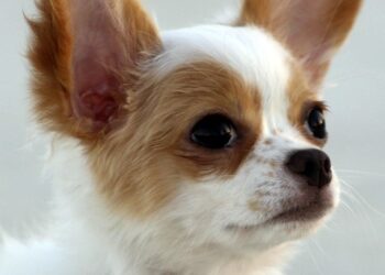Pawsitive Connections: The Benefits of Dog Socialization Classes