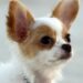 Pawsitive Connections: The Benefits of Dog Socialization Classes