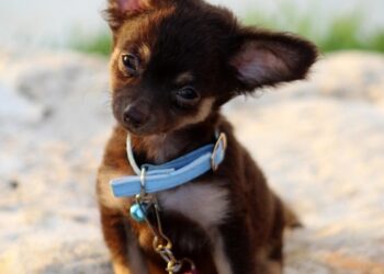 Unleash Your Dog’s Potential: Private Training for a Tail-Wagging Transformation