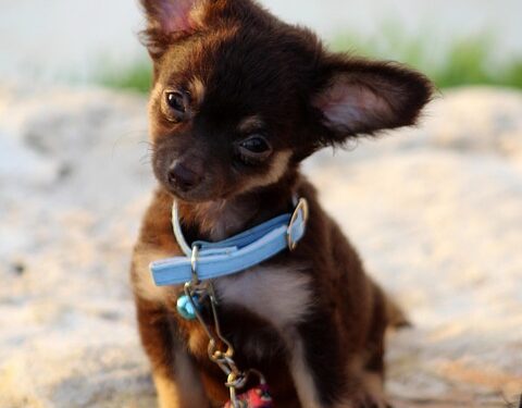Unleash Your Dog’s Potential: Private Training for a Tail-Wagging Transformation