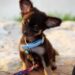 Unleash Your Dog’s Potential: Private Training for a Tail-Wagging Transformation