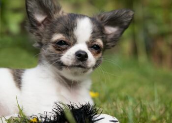 The Perfect Pup: Small Hypoallergenic Dogs That Are a Breeze to Train
