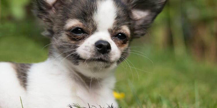 The Perfect Pup: Small Hypoallergenic Dogs That Are a Breeze to Train