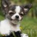 The Perfect Pup: Small Hypoallergenic Dogs That Are a Breeze to Train