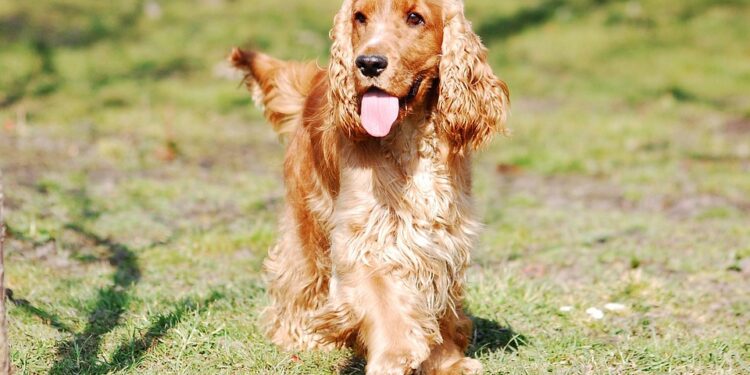 Guava Goodness: Can Dogs Benefit from this Tropical Treat?