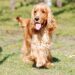 Guava Goodness: Can Dogs Benefit from this Tropical Treat?