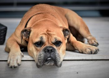 Top 10 Family-Friendly Dog Breeds: Choosing the Perfect Pup for Your Kids