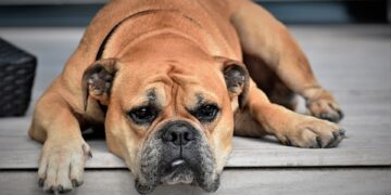 Top 10 Family-Friendly Dog Breeds: Choosing the Perfect Pup for Your Kids