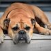 Top 10 Family-Friendly Dog Breeds: Choosing the Perfect Pup for Your Kids