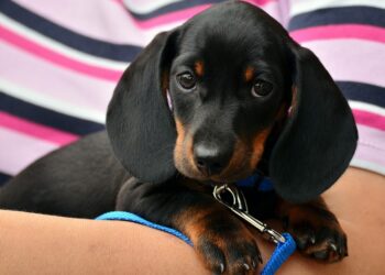 Top Apartment-Friendly Dogs: Non-Shedding Breeds for Clean and Cozy Living