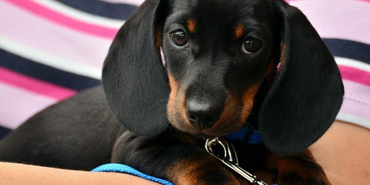 Top Apartment-Friendly Dogs: Non-Shedding Breeds for Clean and Cozy Living